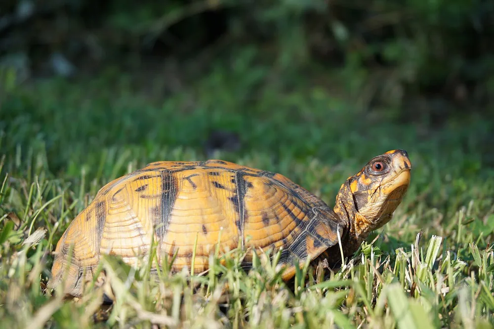 Eastern box turtle (Terrapene carolina carolina)