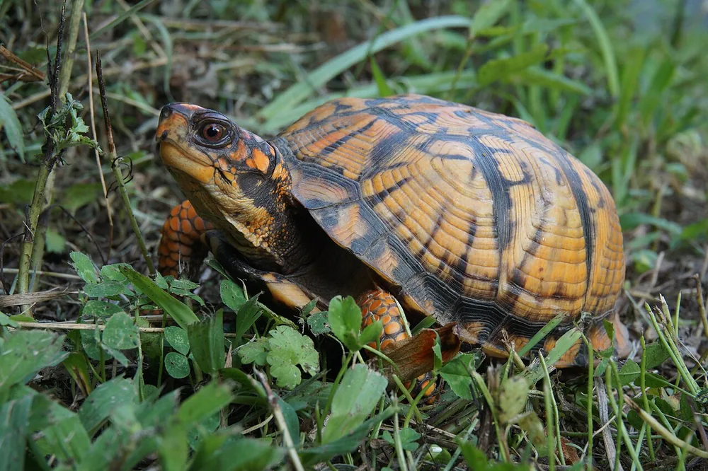 Eastern box turtle (Terrapene carolina carolina), in the wild