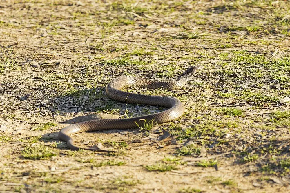 Eastern brown snake (Pseudonaja textilis), at Wiradjuri Reserve, New South Wales (wild)