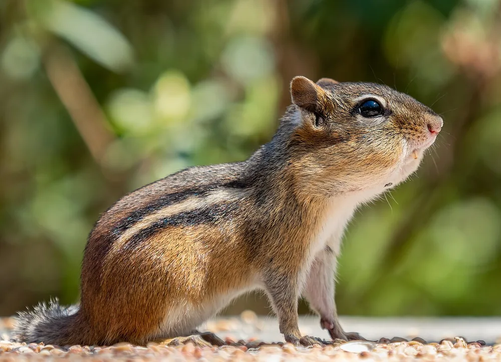 Eastern chipmunk (Tamias striatus) with full cheek pouches