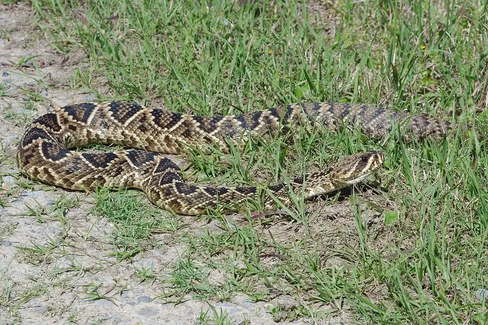 Eastern diamondback rattlesnake (Crotalus adamanteus), on the US Gulf Coast