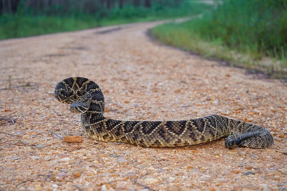 Eastern diamondback rattlesnake (Crotalus adamanteus) coiled