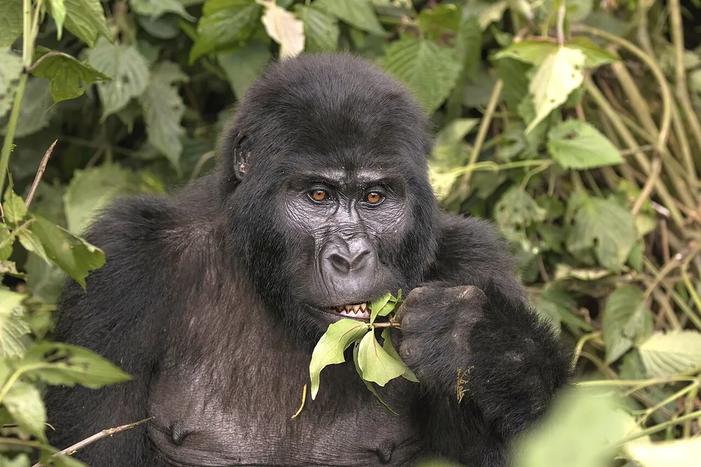 Eastern gorilla (Gorilla beringei), a mountain gorilla, one of the two eastern gorilla subspecies, eating (wild)