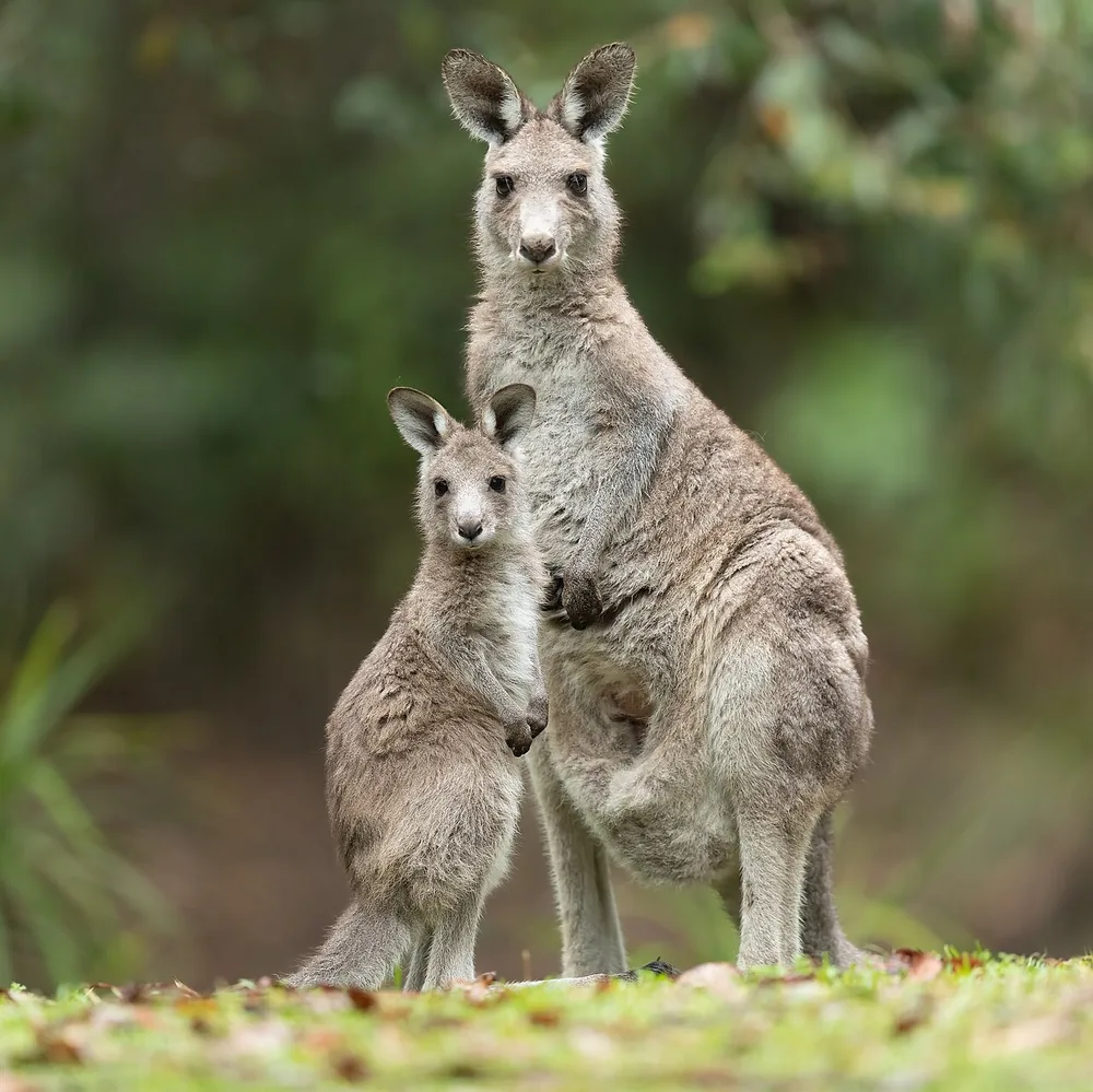 Eastern grey kangaroo (Macropus giganteus), a mother and her joey at Brunkerville, New South Wales (wild)