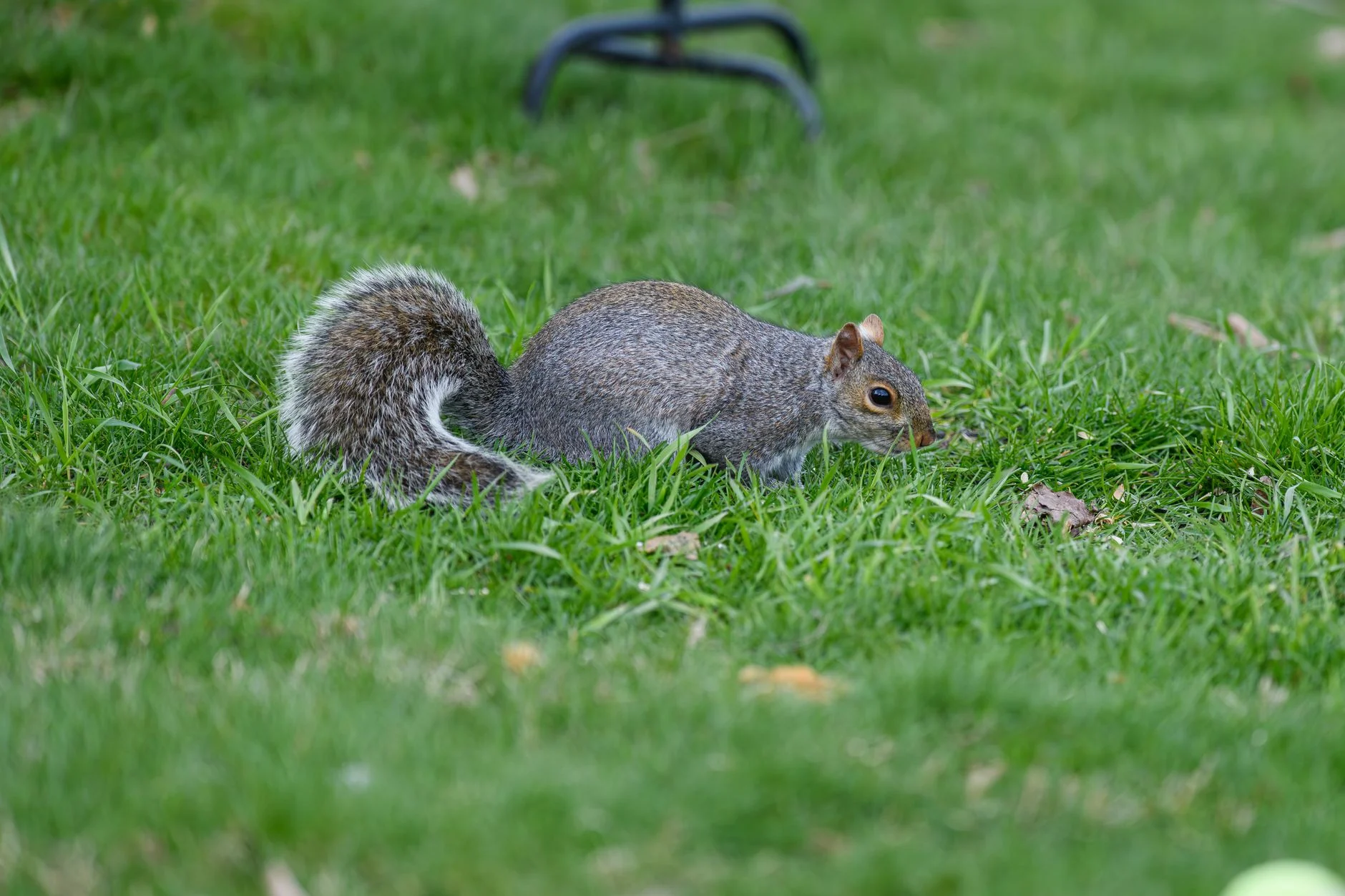 A grey squirrel foraging on short green grass
