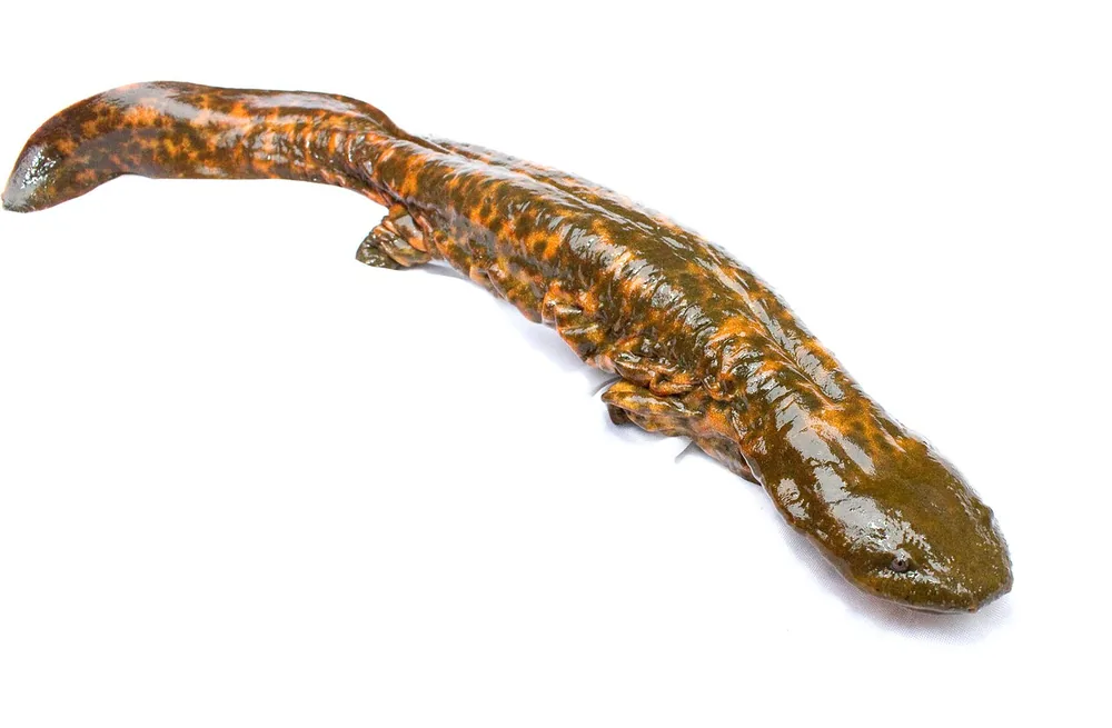 Hellbender (Cryptobranchus alleganiensis), on a plain background