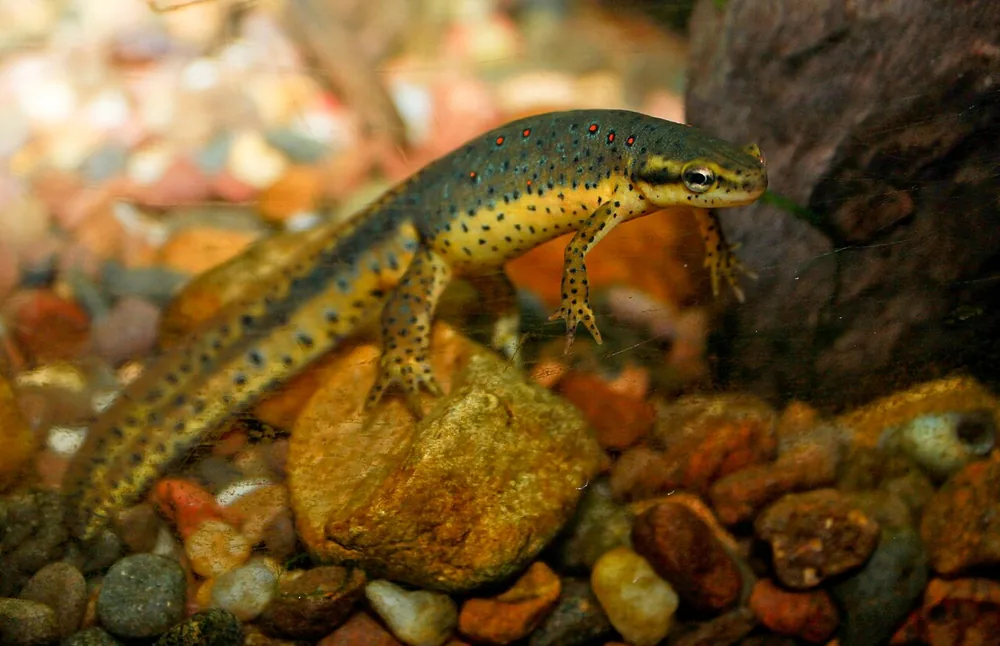 Eastern newt (Notophthalmus viridescens), an adult in an aquarium
