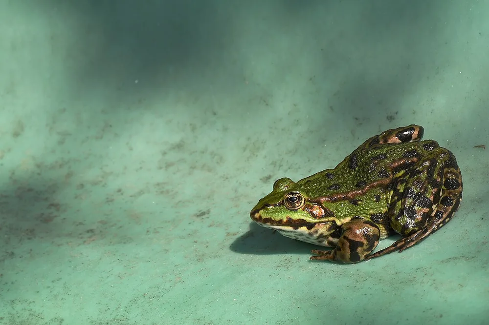 Edible frog (Pelophylax kl. esculentus), basking