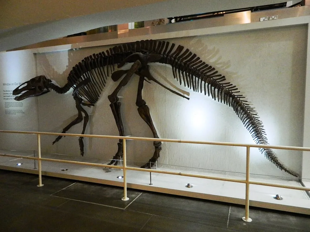 Edmontosaurus (Edmontosaurus annectens), a skeleton at the Ulster Museum, Belfast