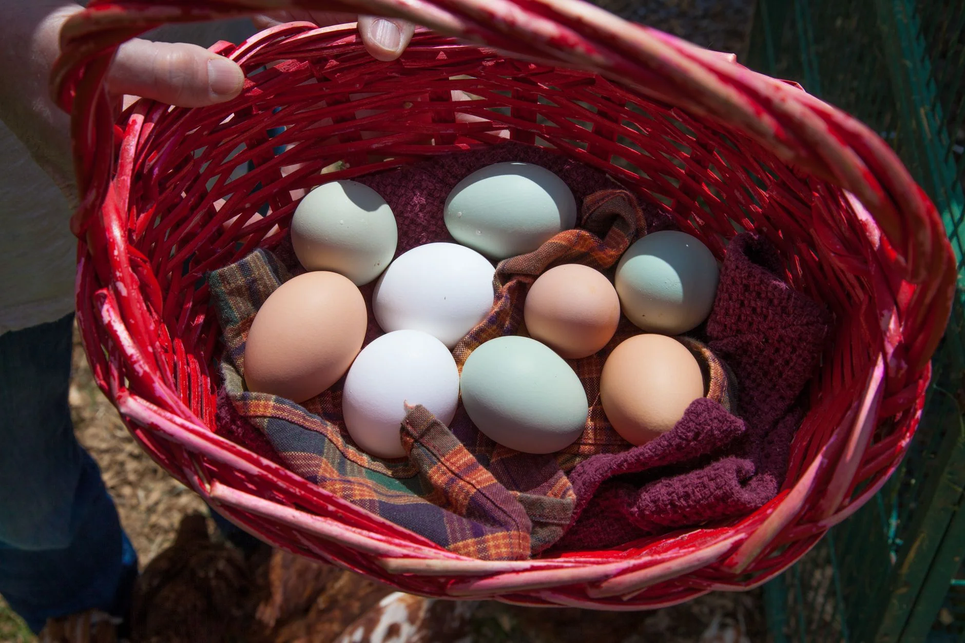 A red basket of fresh hen eggs in white, brown and blue-green shells