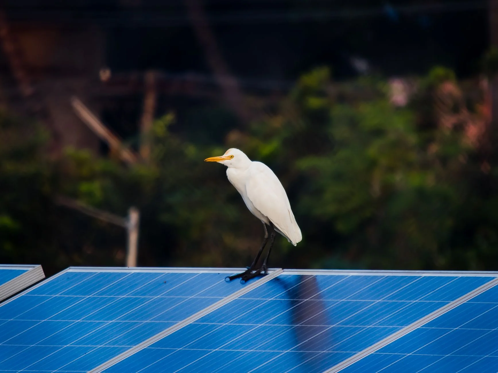 A white egret standing on the edge of a solar panel