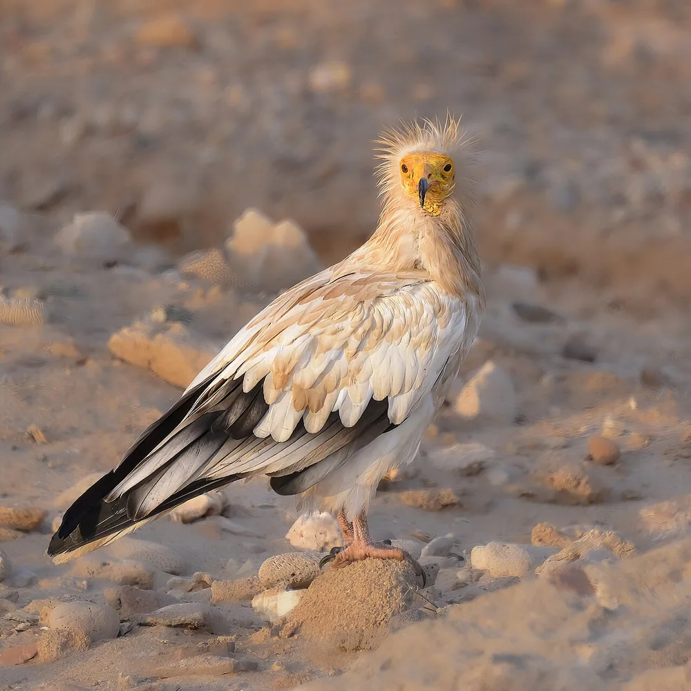 Egyptian vulture (Neophron percnopterus), on Socotra, Yemen