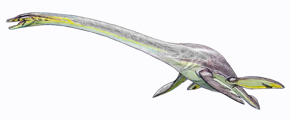 Elasmosaurus (Elasmosaurus platyurus), a digital reconstruction (illustration)