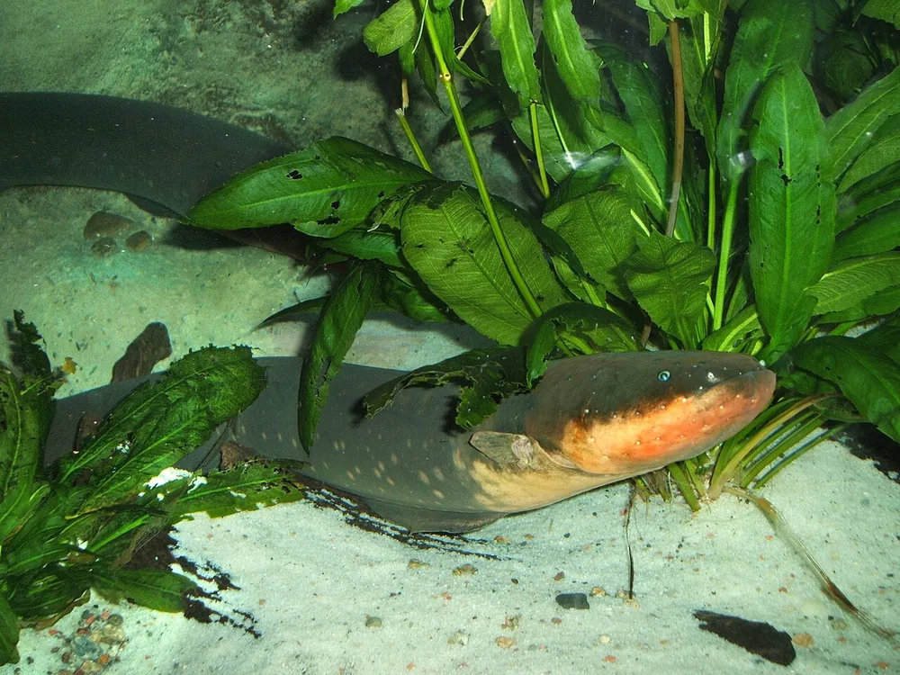 Electric eel (Electrophorus electricus), at the New England Aquarium, Boston