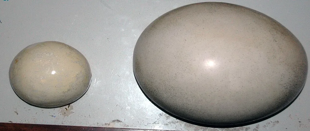 Elephant bird (Aepyornis maximus), models of an ostrich egg (left) and an elephant-bird egg (right), Field Museum, Chicago