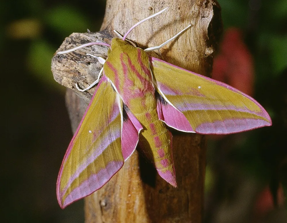 Elephant hawk-moth (Deilephila elpenor), an adult on a stem