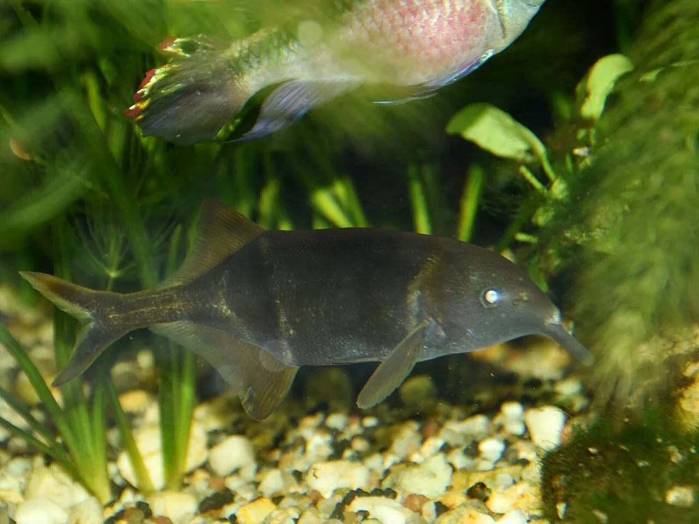Elephantnose fish (Gnathonemus petersii), at Zoo Frankfurt aquarium