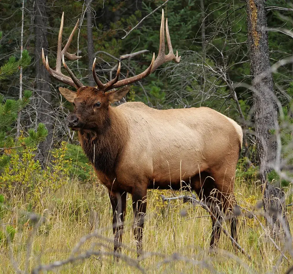 Elk (wapiti) (Cervus canadensis), a bull in Jasper National Park, Canada (wild)