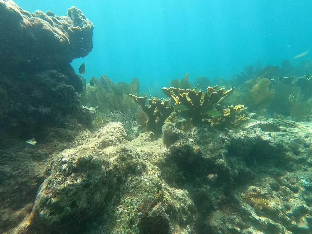 Elkhorn coral (Acropora palmata) on Pickles Reef in the Florida Keys