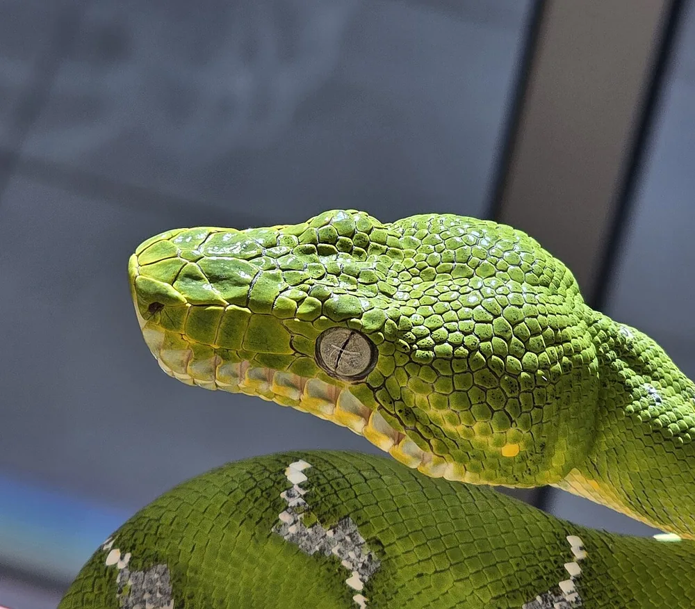Emerald tree boa (Corallus caninus), a head close-up of a northern emerald tree boa (captive)