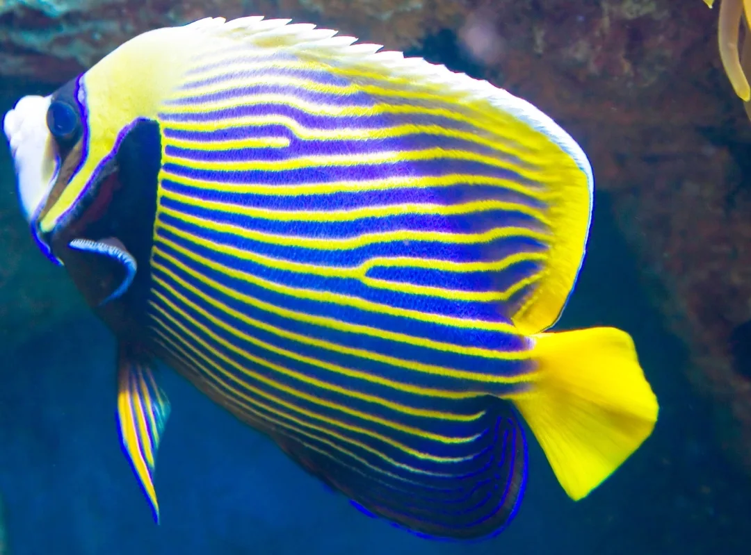 An adult emperor angelfish with narrow blue and yellow stripes and a yellow tail