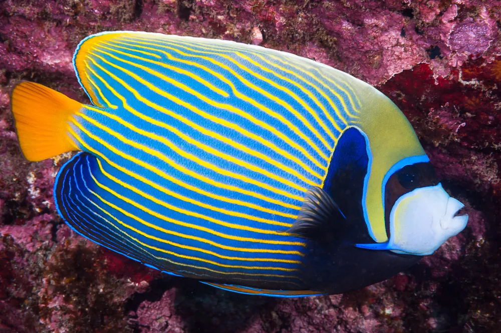 Emperor angelfish (Pomacanthus imperator), an adult on a reef