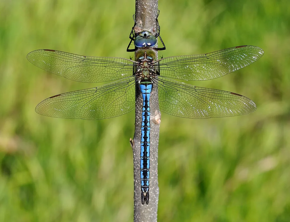 Emperor dragonfly (Anax imperator), a male resting