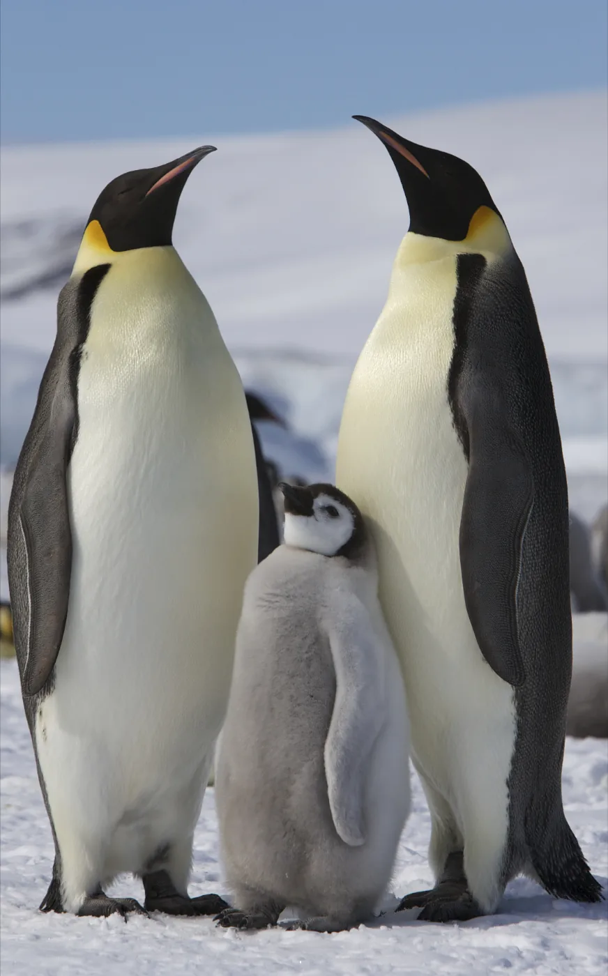 Emperor penguin (Aptenodytes forsteri), adults and a chick on Snow Hill Island, Antarctica (wild)