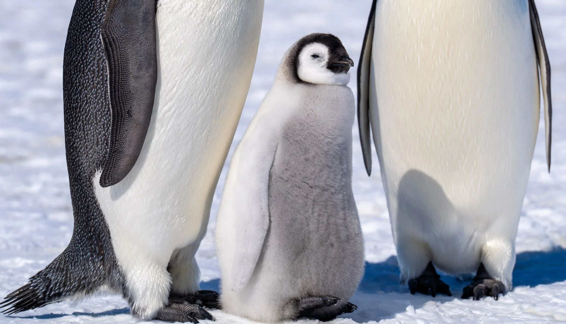 An emperor penguin chick with grey down standing between the legs of two adult emperor penguins on snow