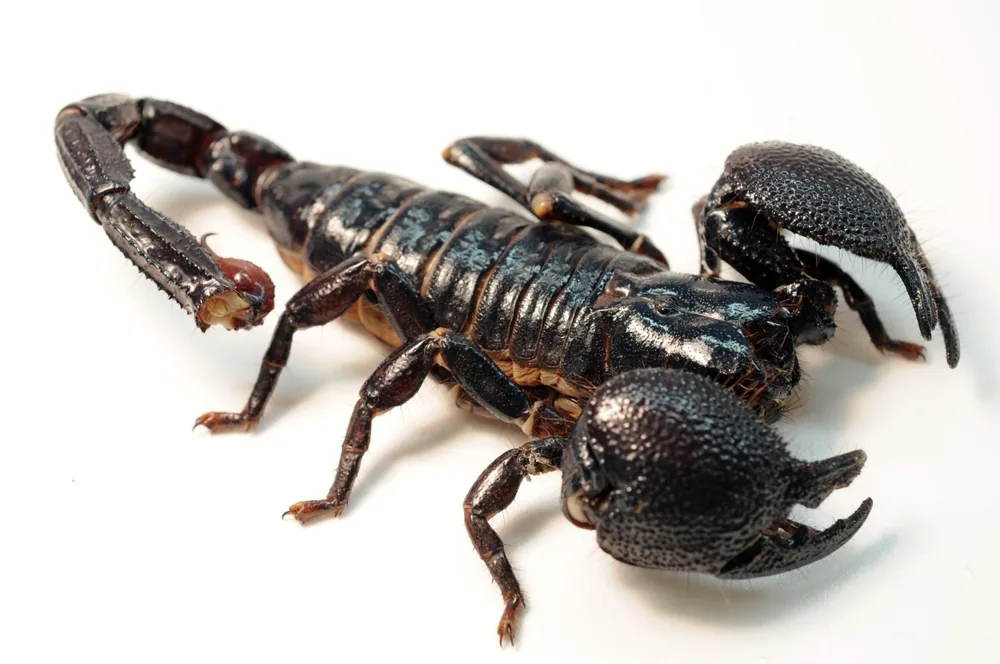 Emperor scorpion (Pandinus imperator), a captive female