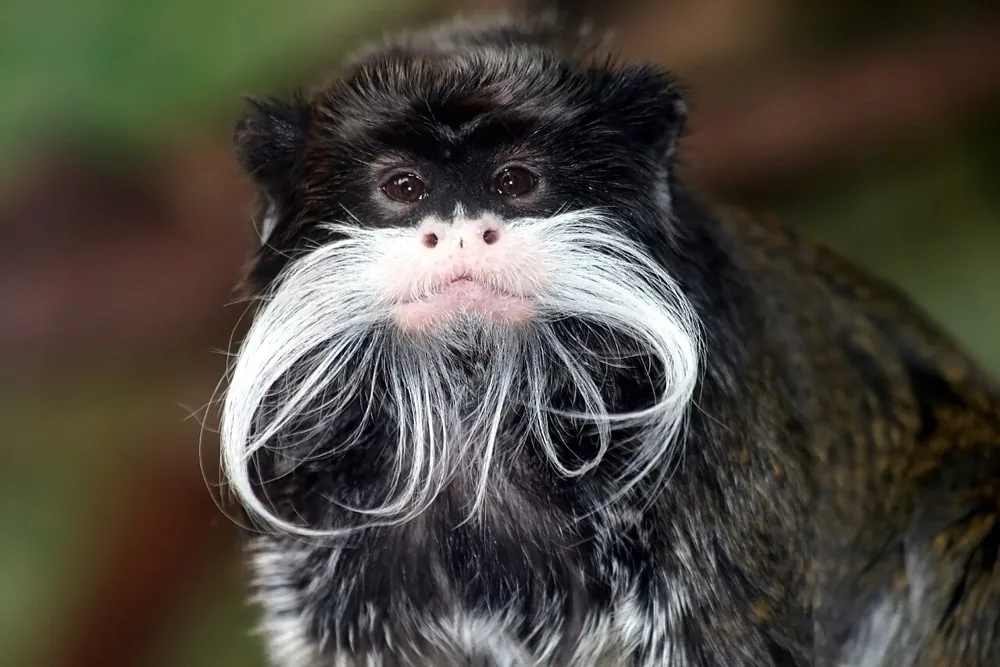 Emperor tamarin (Saguinus imperator), at San Francisco Zoo