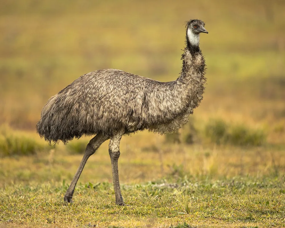 Emu (Dromaius novaehollandiae), at Tidbinbilla, Australia