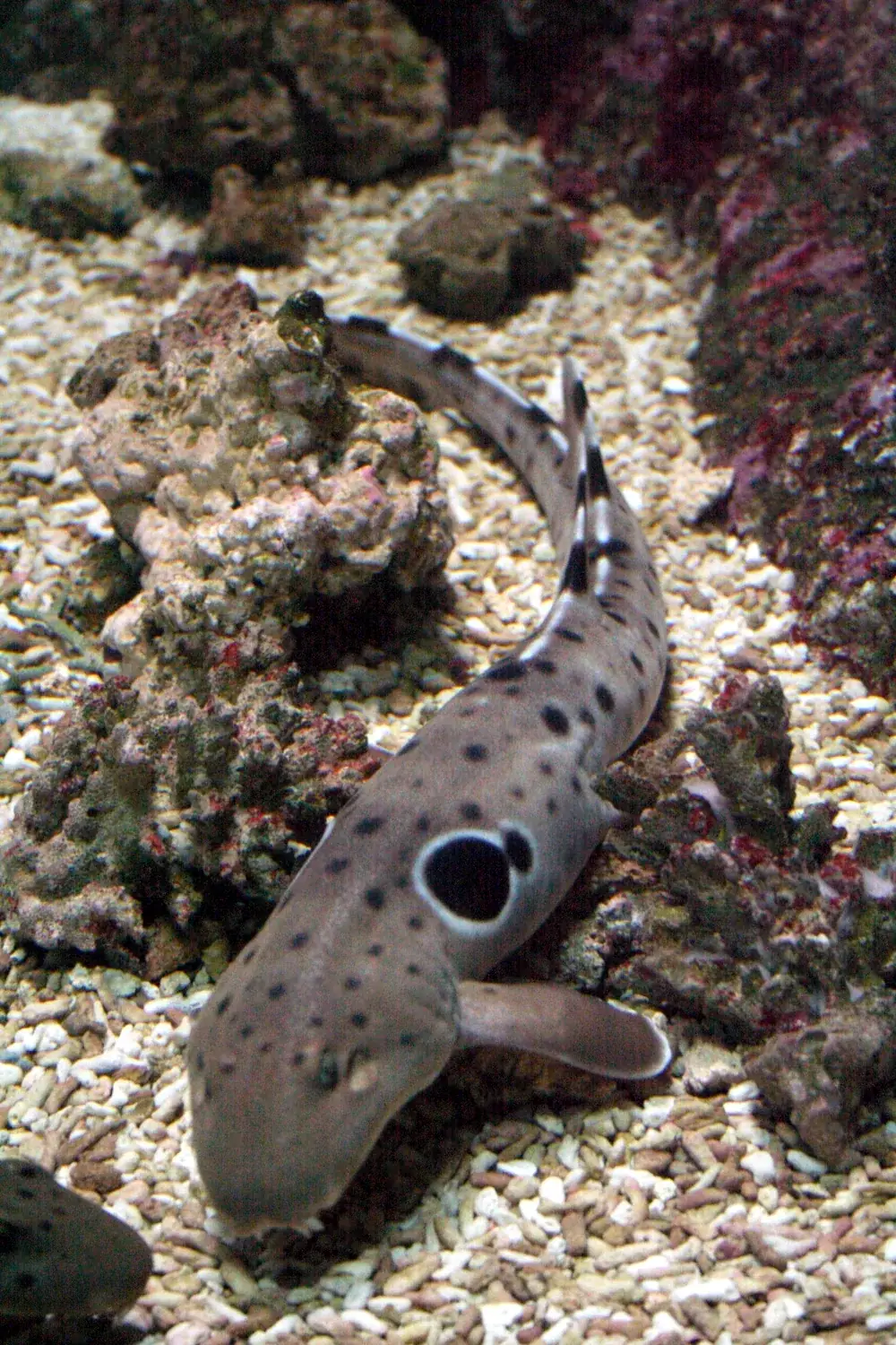 Epaulette shark (Hemiscyllium ocellatum), at the Océanopolis aquarium, Brest