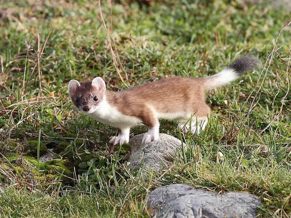 Ermine (stoat) (Mustela erminea), a stoat in its summer coat at Lista, Norway (wild)