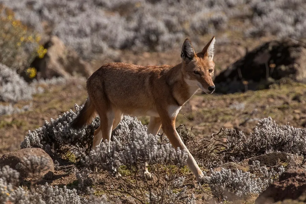 Ethiopian wolf (Canis simensis), in the Ethiopian Highlands (wild)