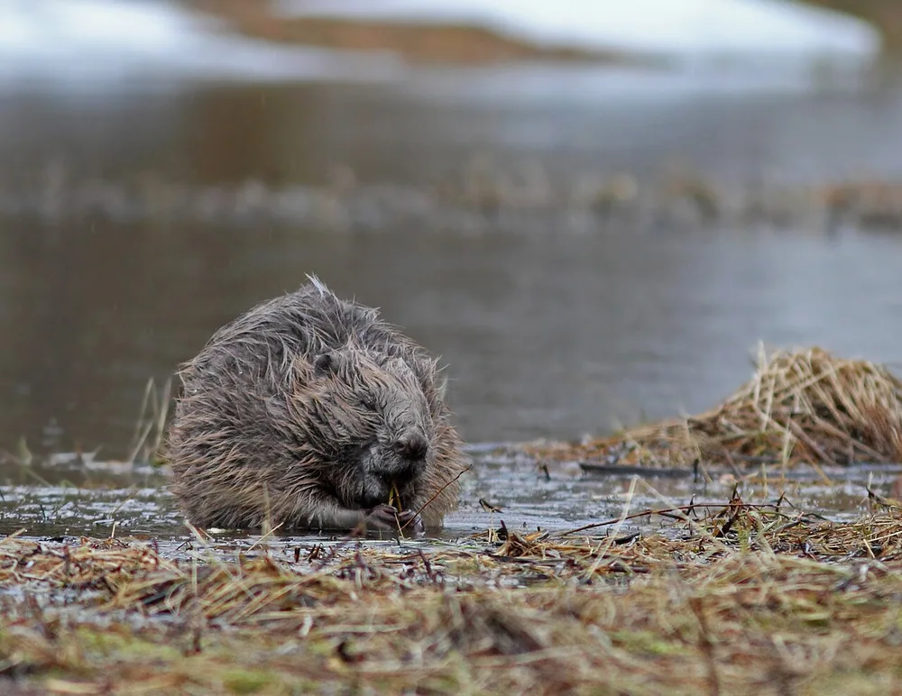 Eurasian beaver (Castor fiber), at Theisendammen reservoir, Trondheim, Norway