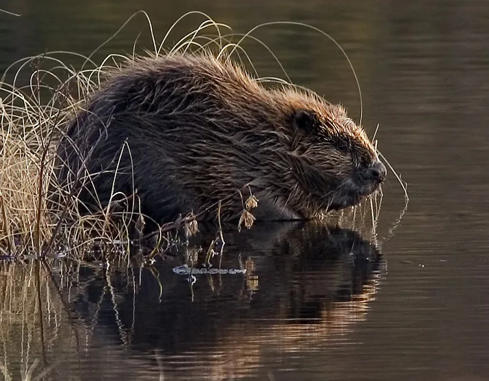 Eurasian beaver (Castor fiber)