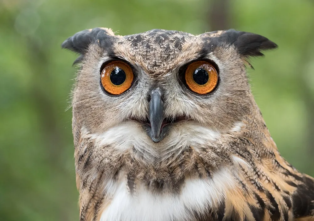 Eurasian eagle-owl (Bubo bubo), a rehabilitated bird that cannot be released, at an event in New York
