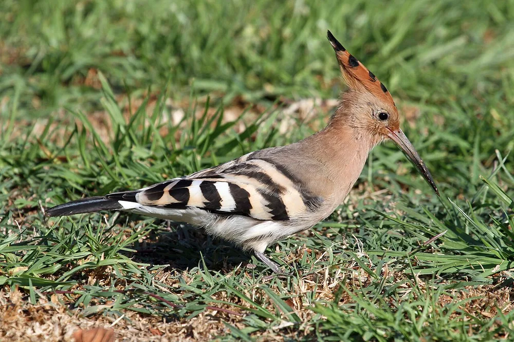 Eurasian hoopoe (Upupa epops), in Israel