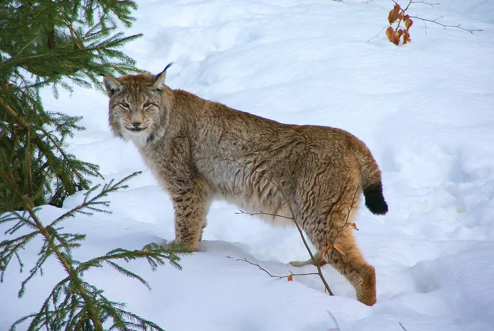 Eurasian lynx (Lynx lynx), at the Bavarian Forest National Park, Germany
