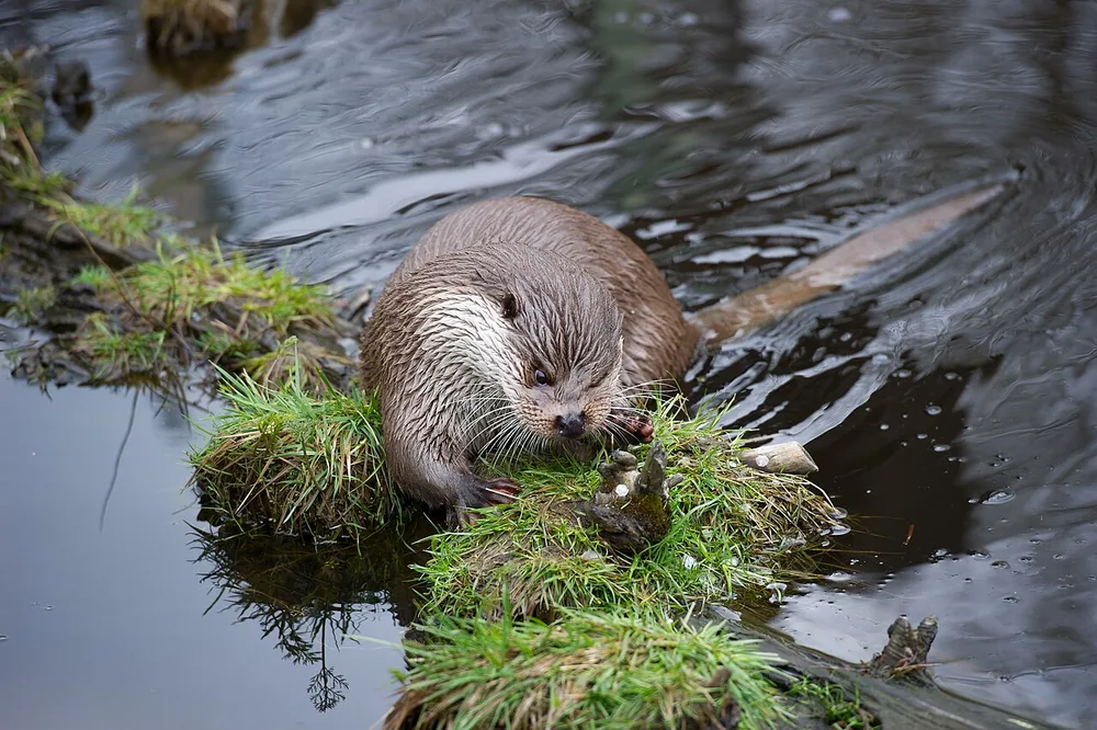 Eurasian otter (Lutra lutra), in Austria