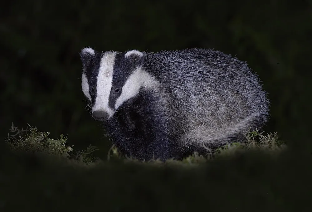 European badger (Meles meles), in Scotland