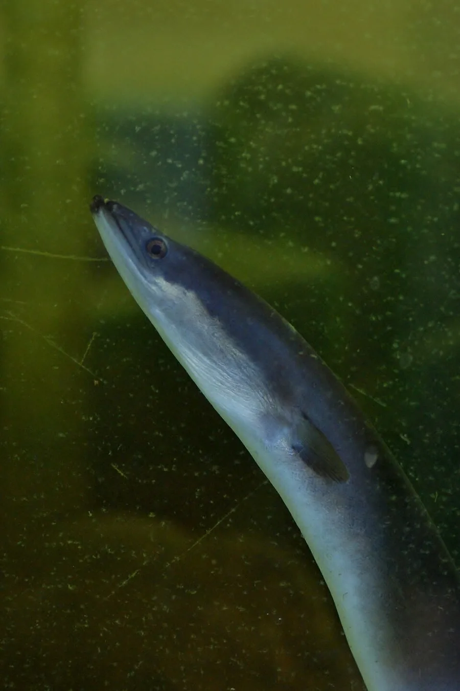 European eel (Anguilla anguilla), at the Tierpark Neumünster aquarium