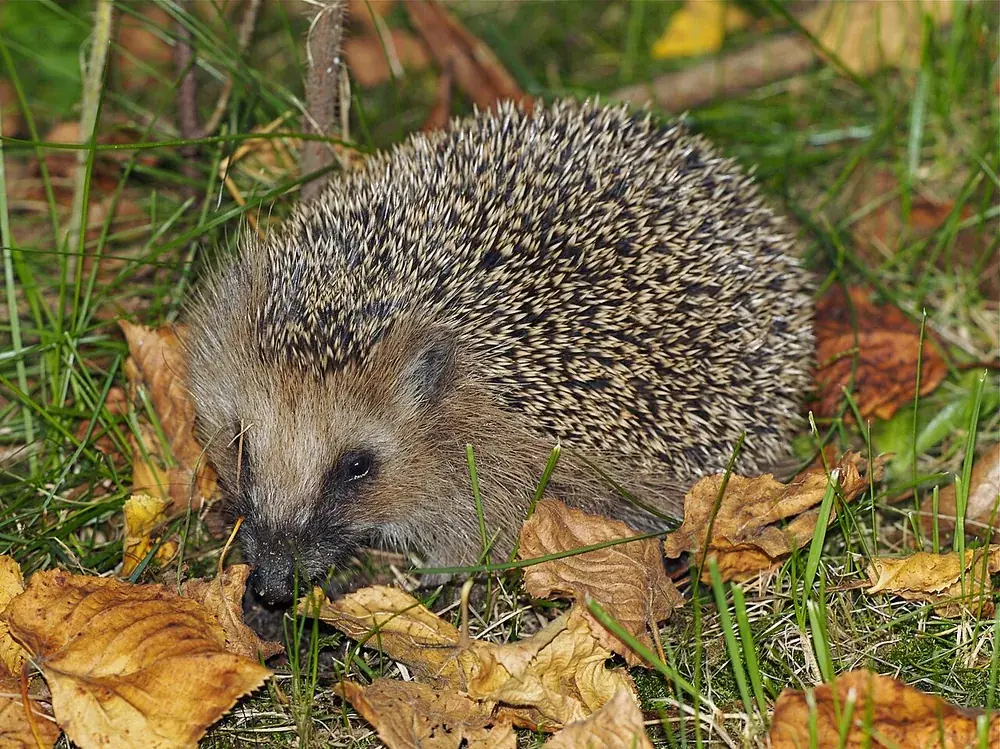 European hedgehog (Erinaceus europaeus), in Chemnitz, Germany