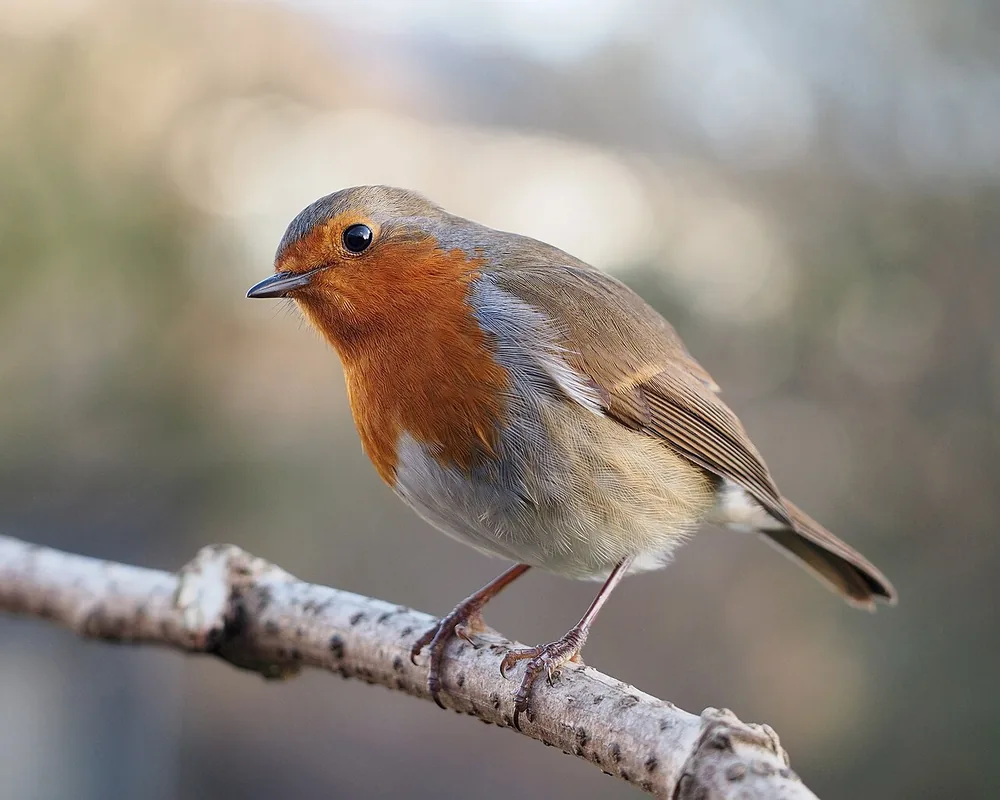 European robin (Erithacus rubecula), cocking its head