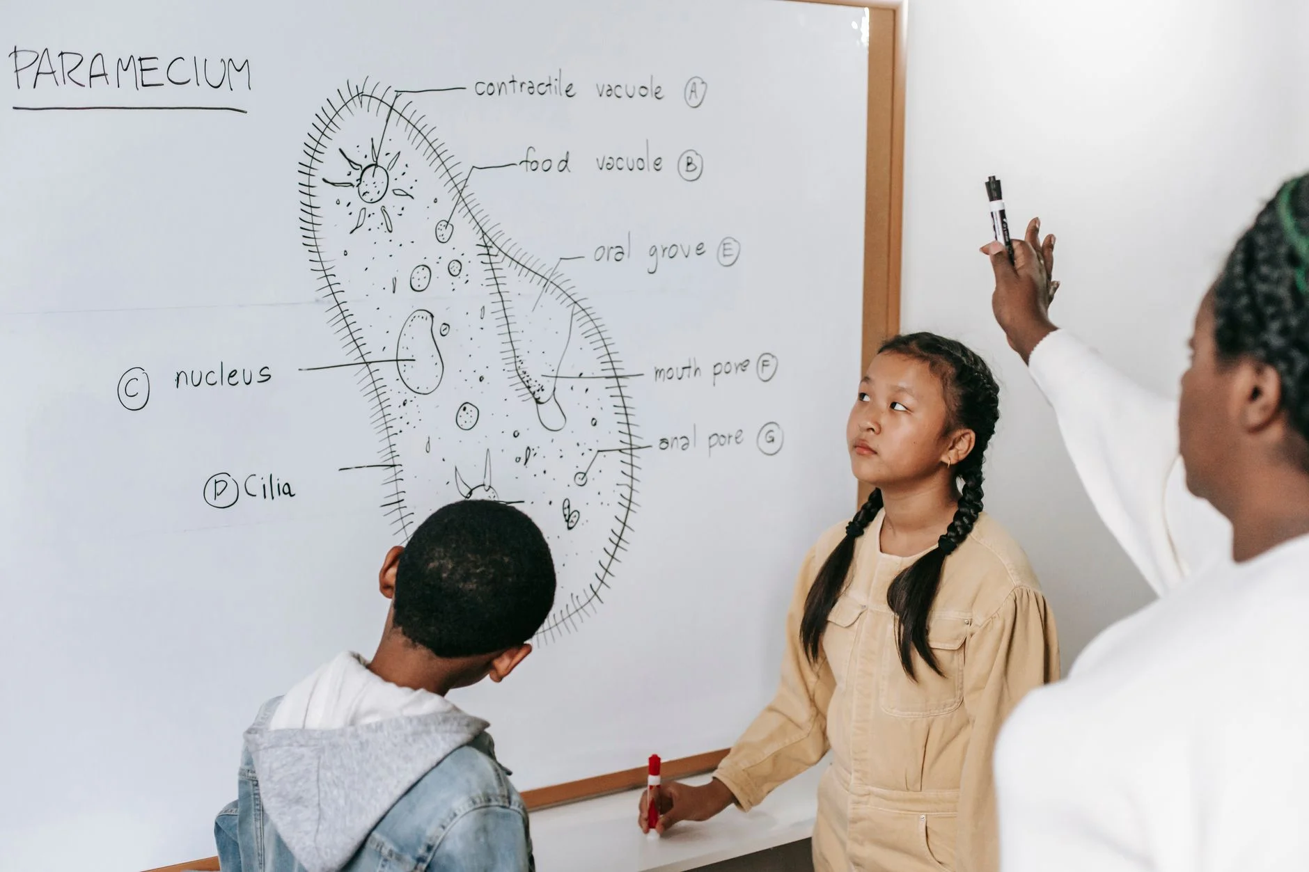 Children at a whiteboard with a labelled drawing of a paramecium while a teacher points to it