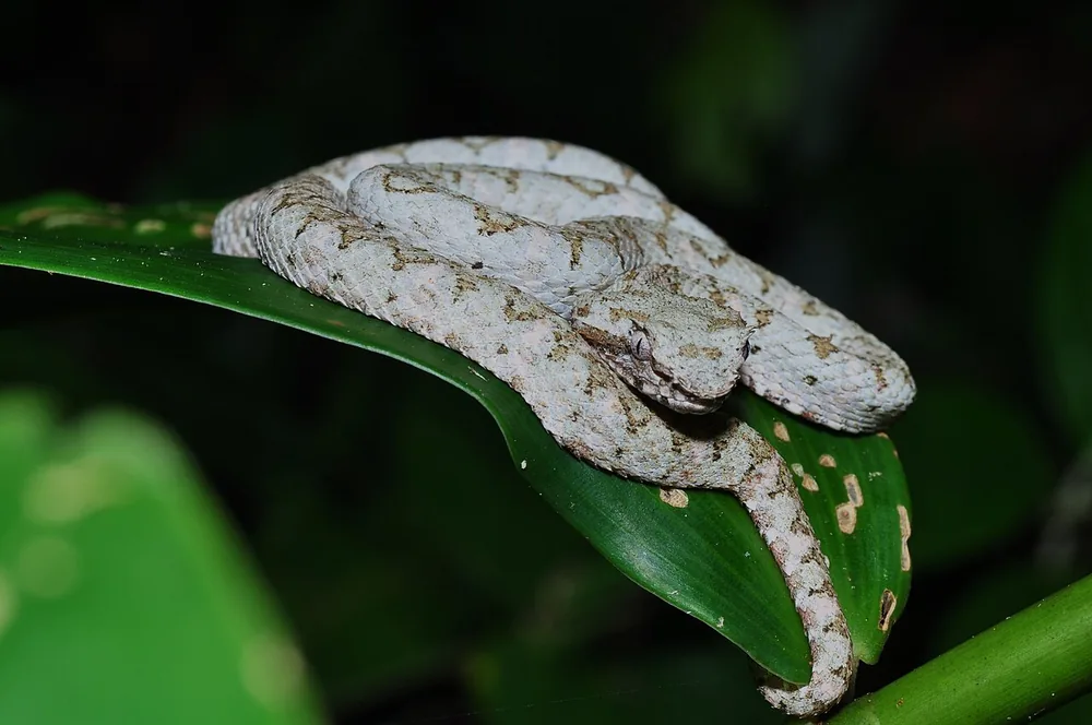 Eyelash viper (Bothriechis sp.), a pale grey-yellow colour form on a leaf, Bocas del Toro, Panama