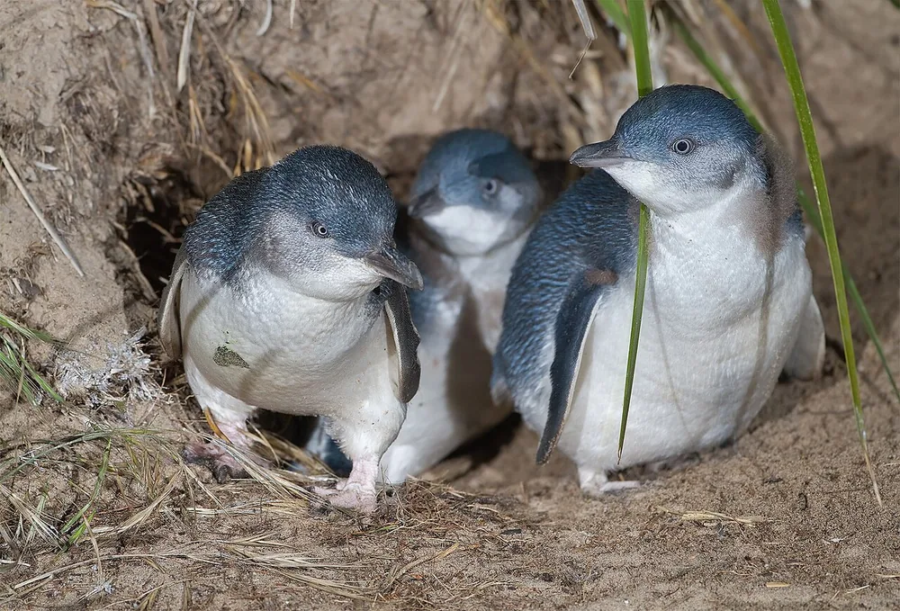 Little penguins (fairy penguins) leaving their sandy burrow