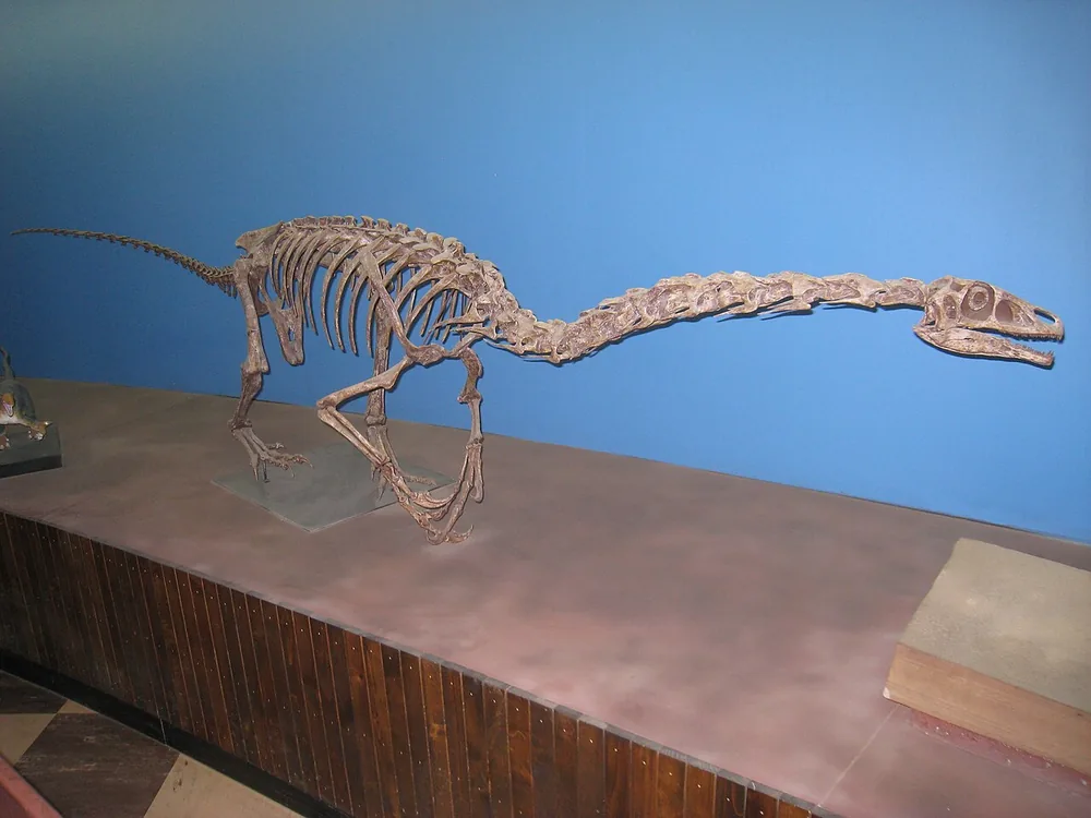 Mounted fossil skeleton of Falcarius utahensis with long neck
