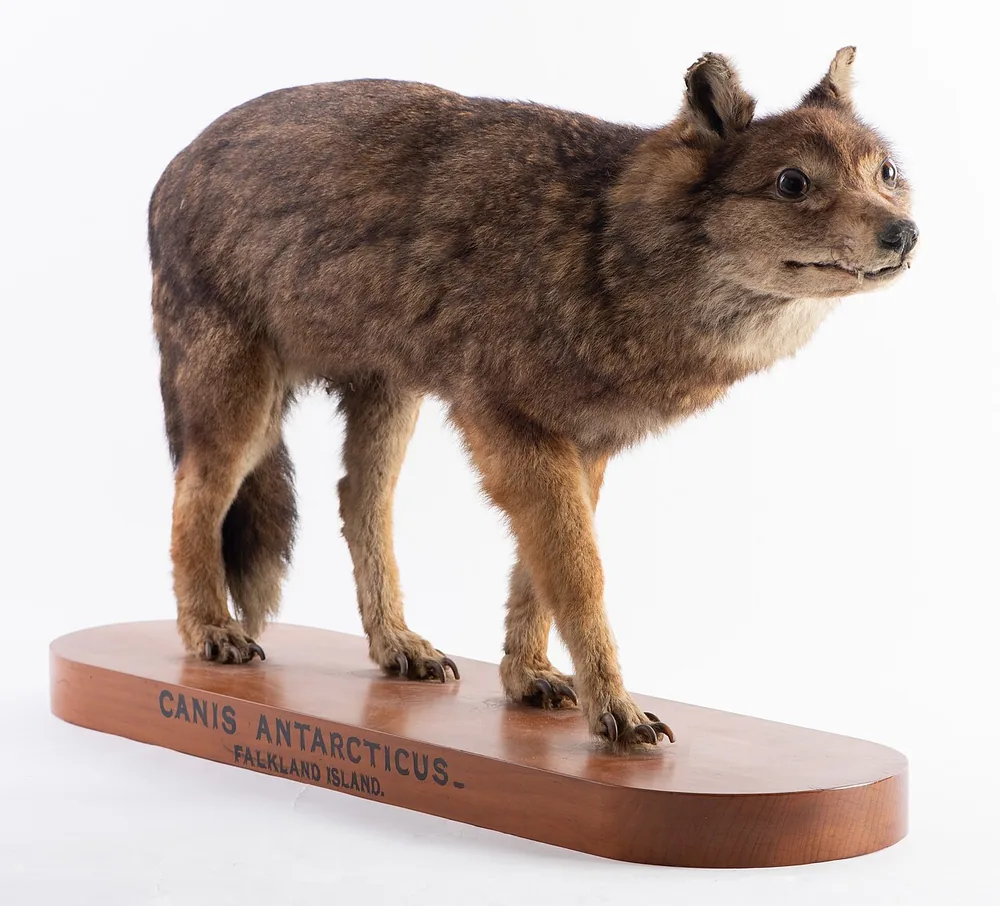 Museum specimen of the extinct Falkland Islands wolf (Dusicyon australis) on a wooden stand